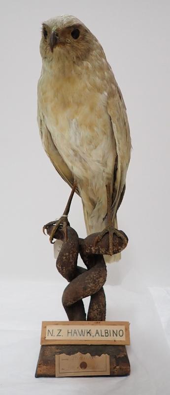Bird, Kārearea, New Zealand Falcon (Albino)