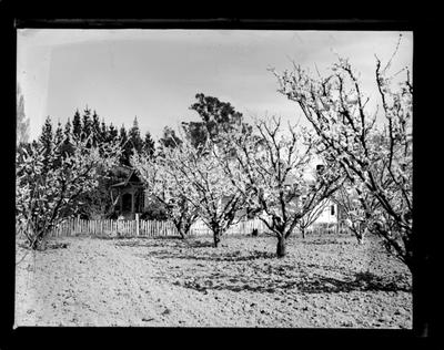 Unnamed orchard