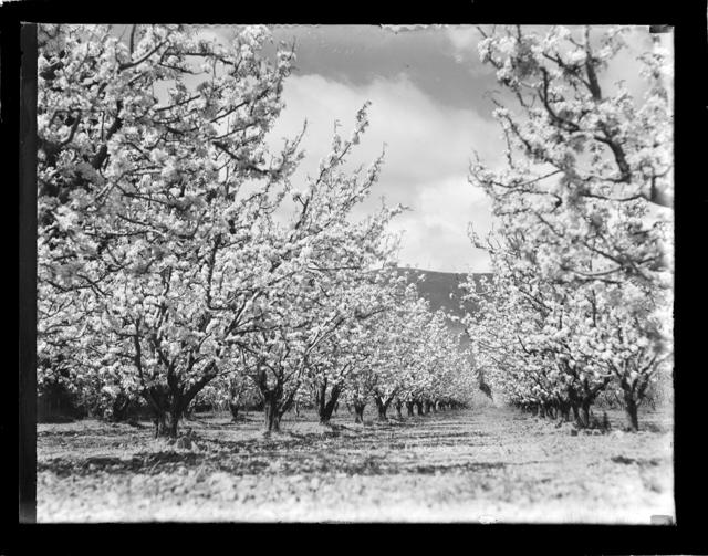 Apple orchard Nelson Provincial Museum